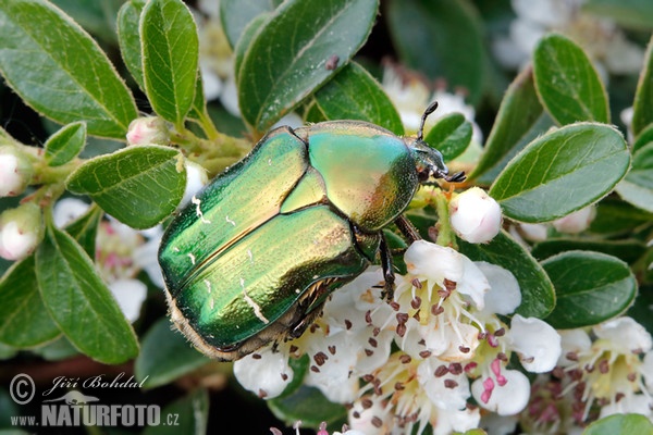 Rosenkafer (Cetonia aurata)