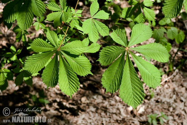 Roßkastanie (Aesculus hippocastanum)