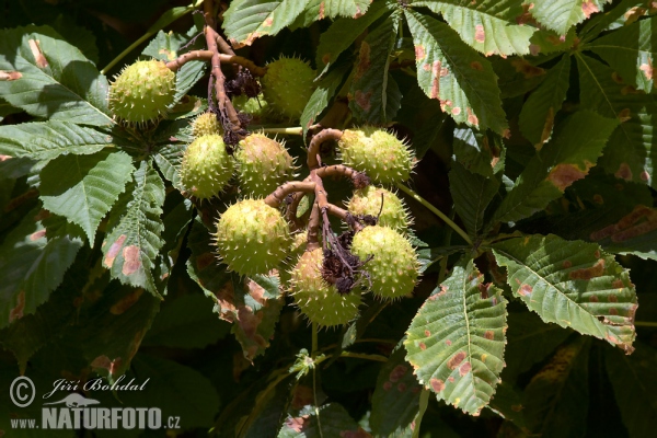 Roßkastanie (Aesculus hippocastanum)