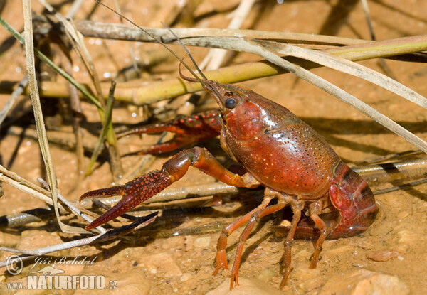 Rote amerikanische Sumpfkrebs (Procambarus clarkii)