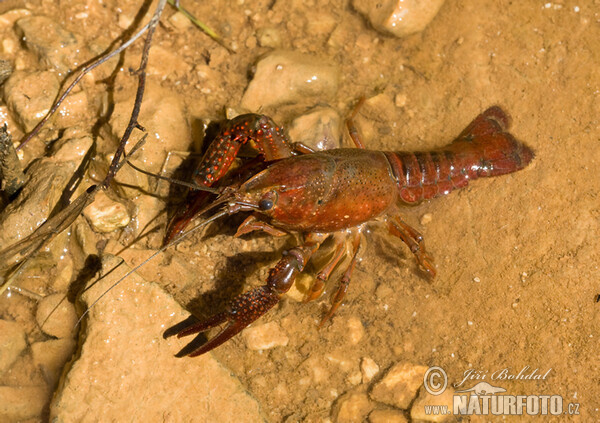 Rote amerikanische Sumpfkrebs (Procambarus clarkii)