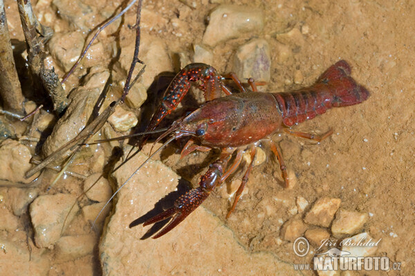 Rote amerikanische Sumpfkrebs (Procambarus clarkii)