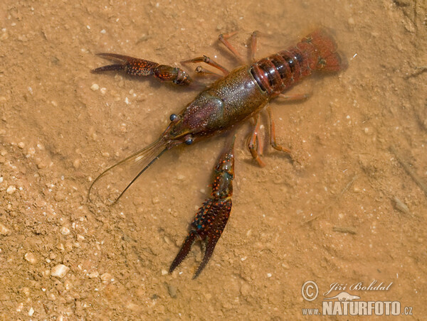 Rote amerikanische Sumpfkrebs (Procambarus clarkii)