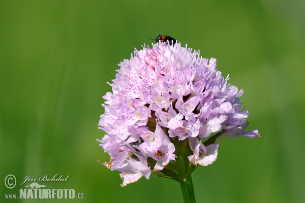 Rote Kugelorchis (Traunsteinera globosa)