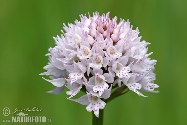 Rote Kugelorchis (Traunsteinera globosa)