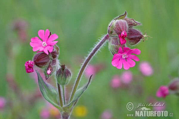 Rote Lichtnelke (Silene dioica)