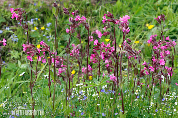 Rote Lichtnelke (Silene dioica)