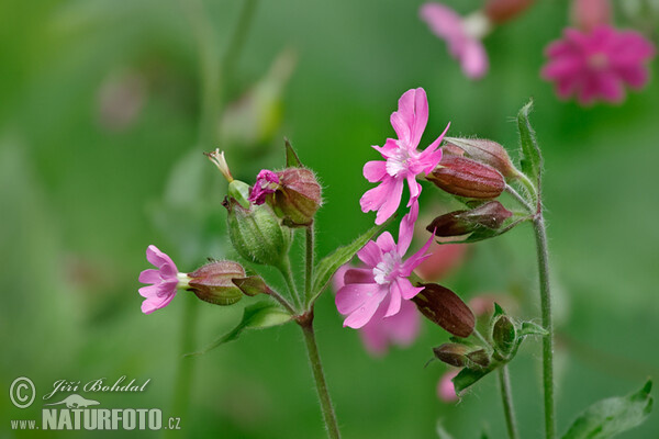 Rote Lichtnelke (Silene dioica)
