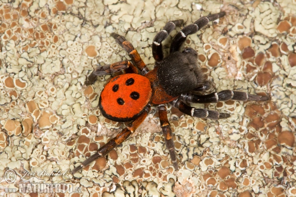 Rote Röhrenspinne (Eresus cinnaberinus)