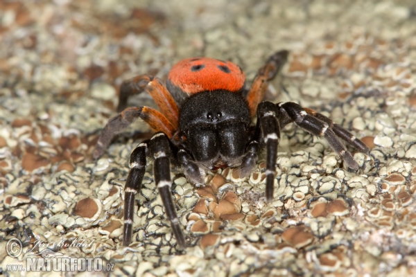 Rote Röhrenspinne (Eresus cinnaberinus)