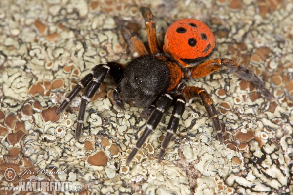 Rote Röhrenspinne (Eresus cinnaberinus)