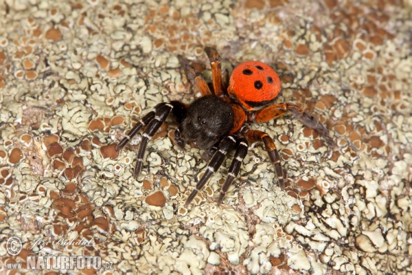 Rote Röhrenspinne (Eresus cinnaberinus)