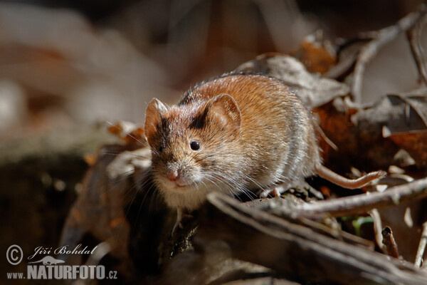 Rötelmaus, Waldwühlmaus (Clethrionomys glareolus)