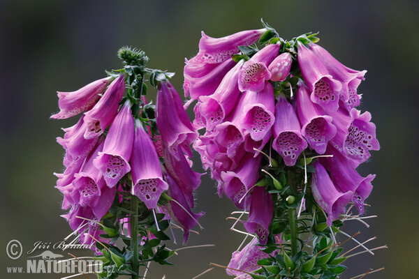 Roter Fingerhut (Digitalis purpurea)