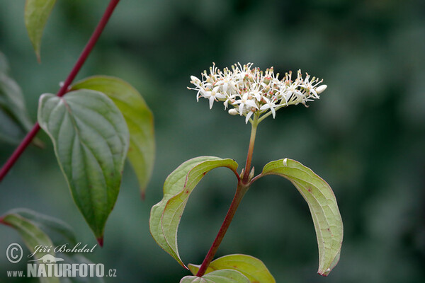 Roter Hartriegel (Cornus sanguinea)