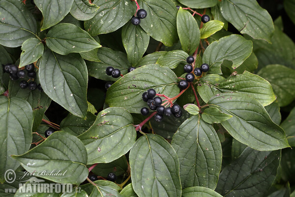 Roter Hartriegel (Cornus sanguinea)