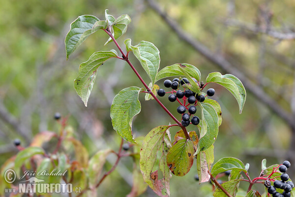 Roter Hartriegel (Cornus sanguinea)