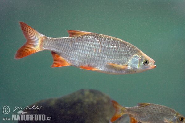 Rotfeder (Scardinius erythrophthalmus)