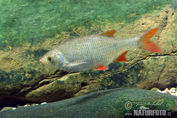 Rotfeder (Scardinius erythrophthalmus)