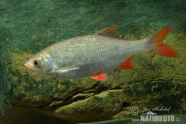 Rotfeder (Scardinius erythrophthalmus)