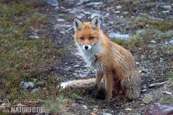 Rotfuchs (Vulpes vulpes)