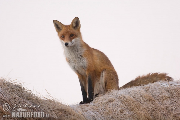 Rotfuchs (Vulpes vulpes)