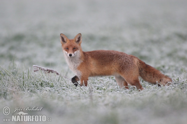 Rotfuchs (Vulpes vulpes)