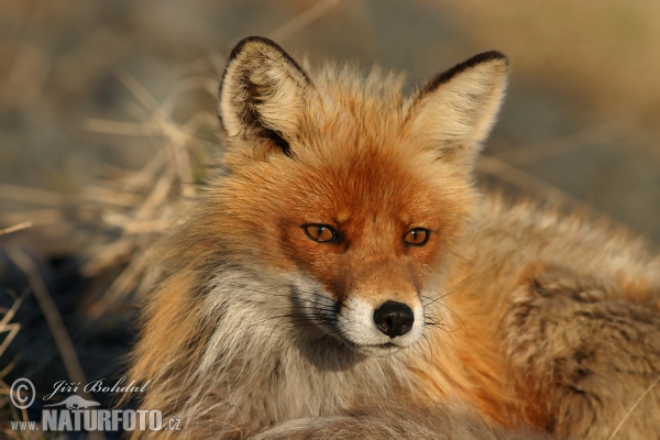 Rotfuchs (Vulpes vulpes)