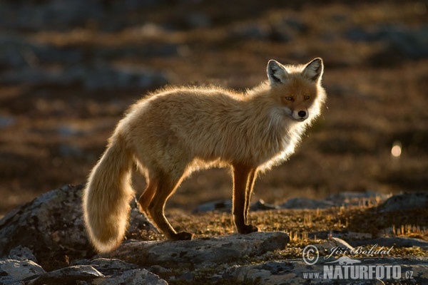 Rotfuchs (Vulpes vulpes)