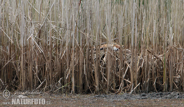 Rotfuchs (Vulpes vulpes)