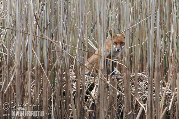 Rotfuchs (Vulpes vulpes)