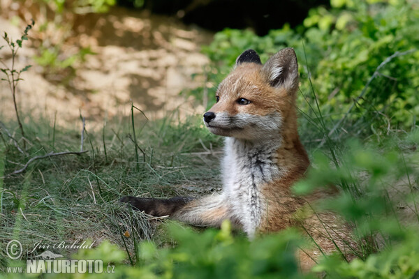 Rotfuchs (Vulpes vulpes)