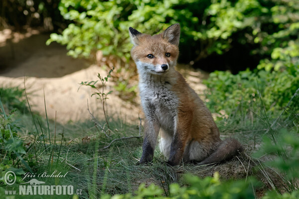 Rotfuchs (Vulpes vulpes)