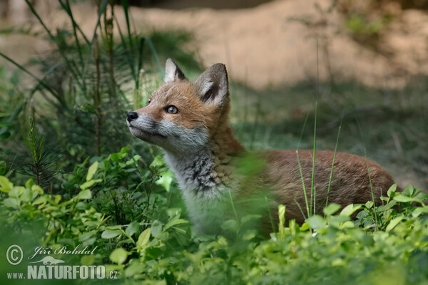 Rotfuchs (Vulpes vulpes)