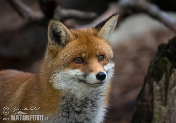 Rotfuchs (Vulpes vulpes)