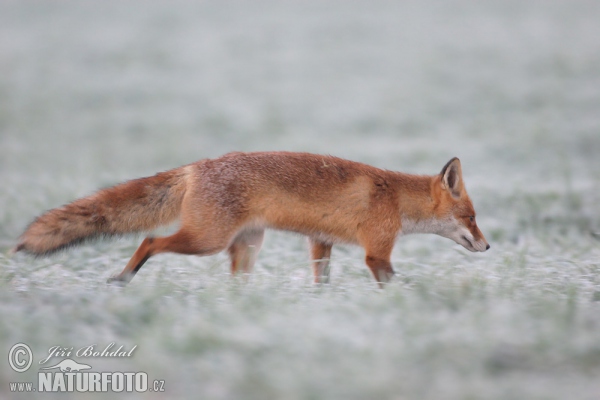 Rotfuchs (Vulpes vulpes)