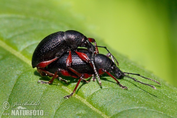 Rotfüßiger Lappenrüssler (Otiorhynchus tenebricosus)