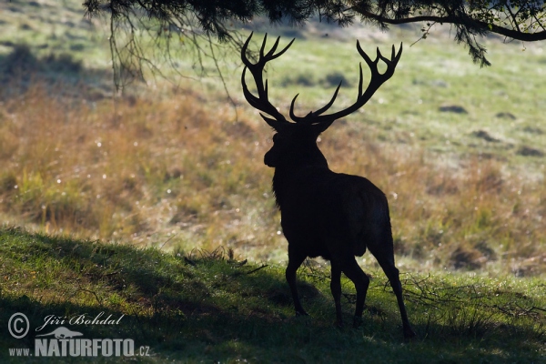 Rothirsch (Cervus elaphus)