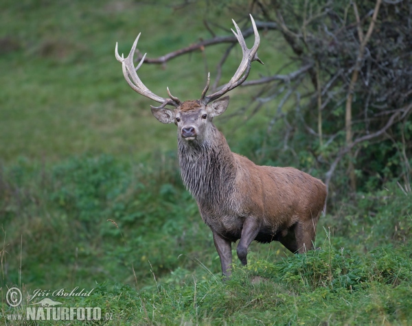 Rothirsch (Cervus elaphus)