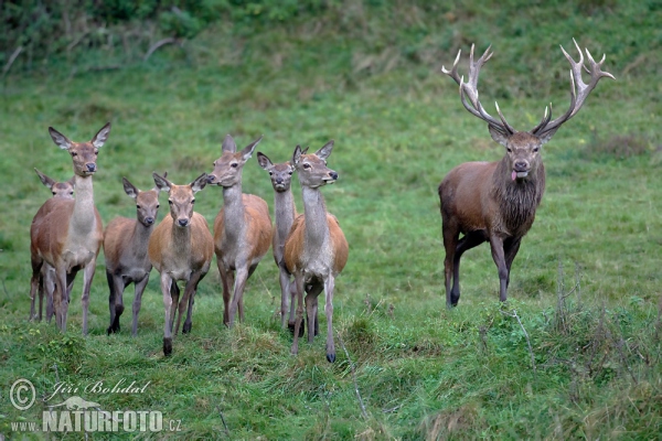 Rothirsch (Cervus elaphus)