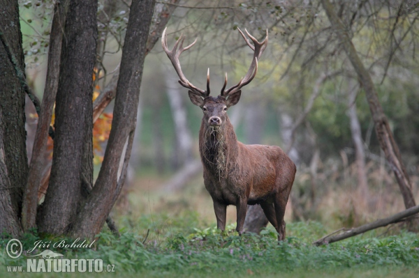 Rothirsch (Cervus elaphus)