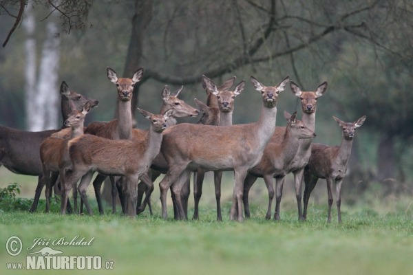 Rothirsch (Cervus elaphus)