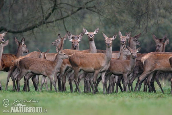 Rothirsch (Cervus elaphus)