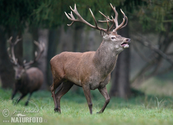 Rothirsch (Cervus elaphus)