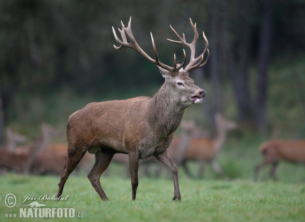 Rothirsch (Cervus elaphus)