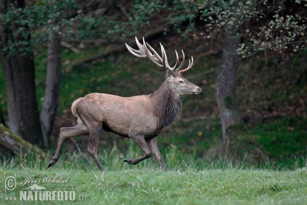 Rothirsch (Cervus elaphus)