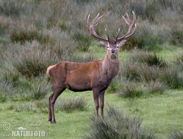 Rothirsch (Cervus elaphus)