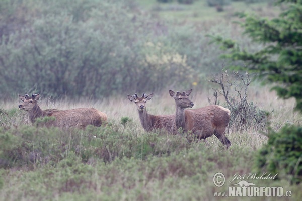 Rothirsch (Cervus elaphus)