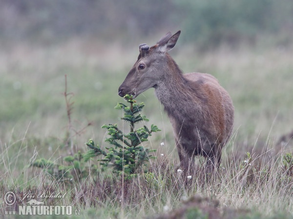 Rothirsch (Cervus elaphus)