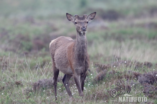 Rothirsch (Cervus elaphus)